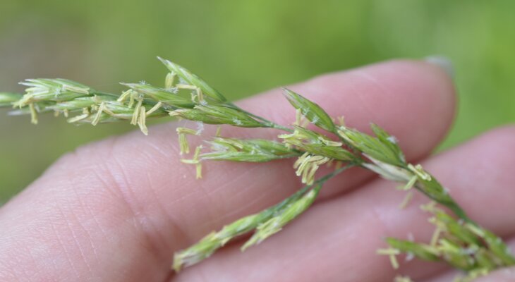 Tall Fescue Illinois Grasses Illinois Extension Uiuc 